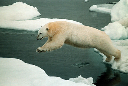 polar-bear-in-arctic.jpg